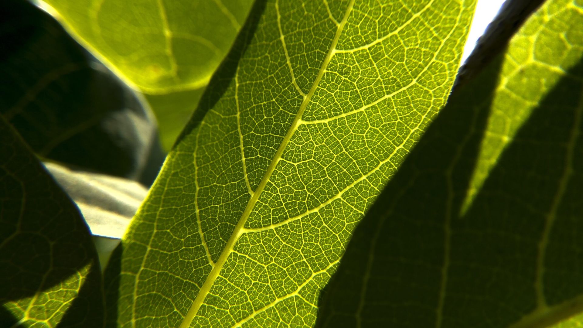 Foglie verdi simbolo di sostenibilità ambientale